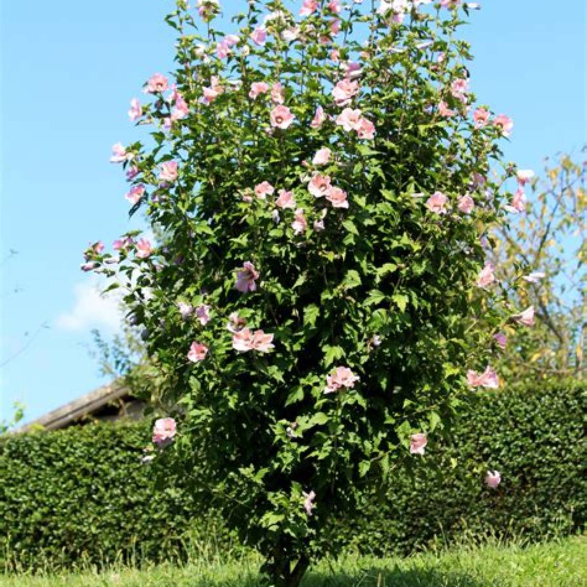 Double Pink Althea Tree