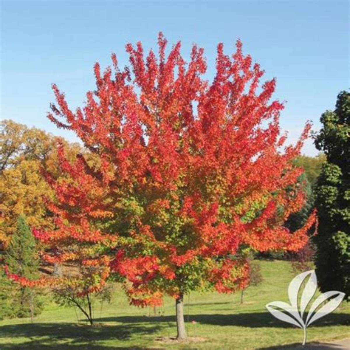 Autumn Fantasy® Maple Tree