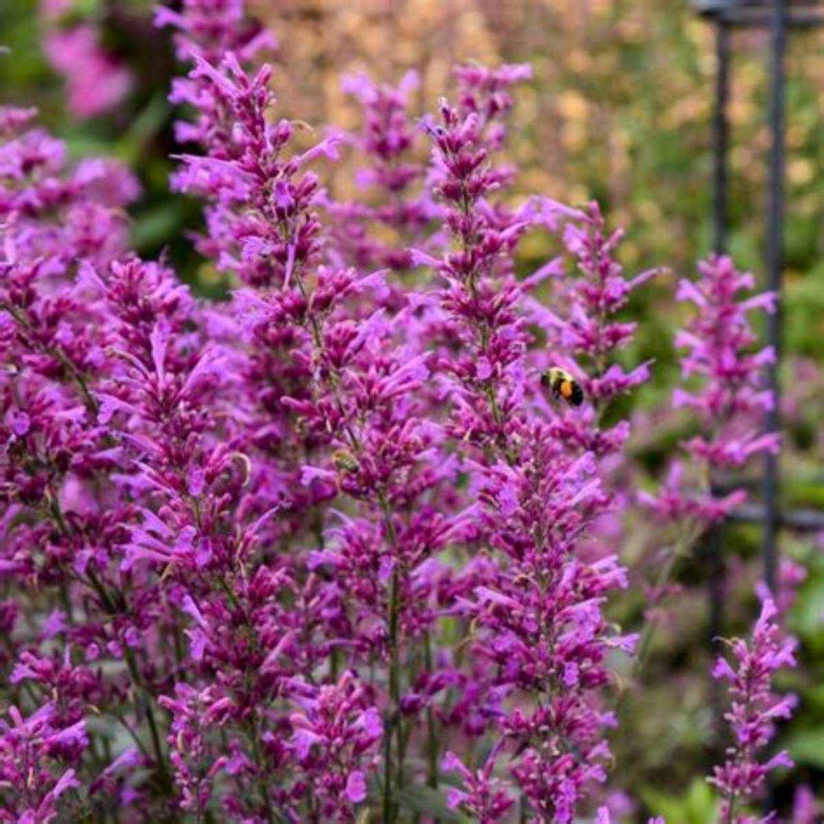 Meant to Bee® Royal Raspberry Agastache