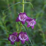 Pike's Peak Purple® Penstemon
