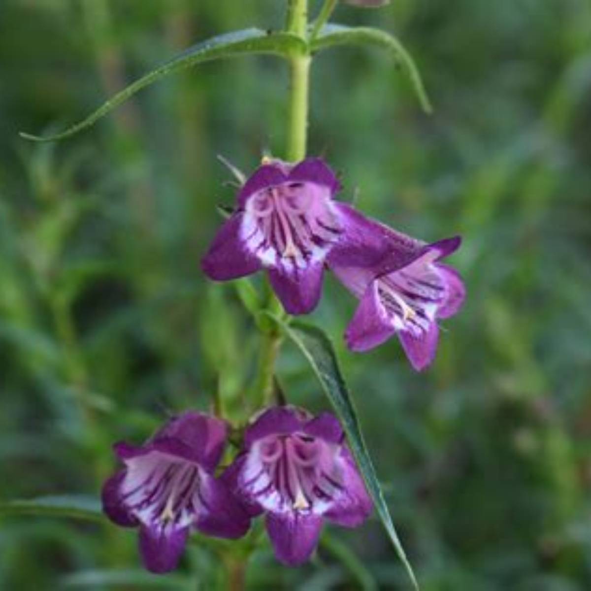 Pike's Peak Purple® Penstemon