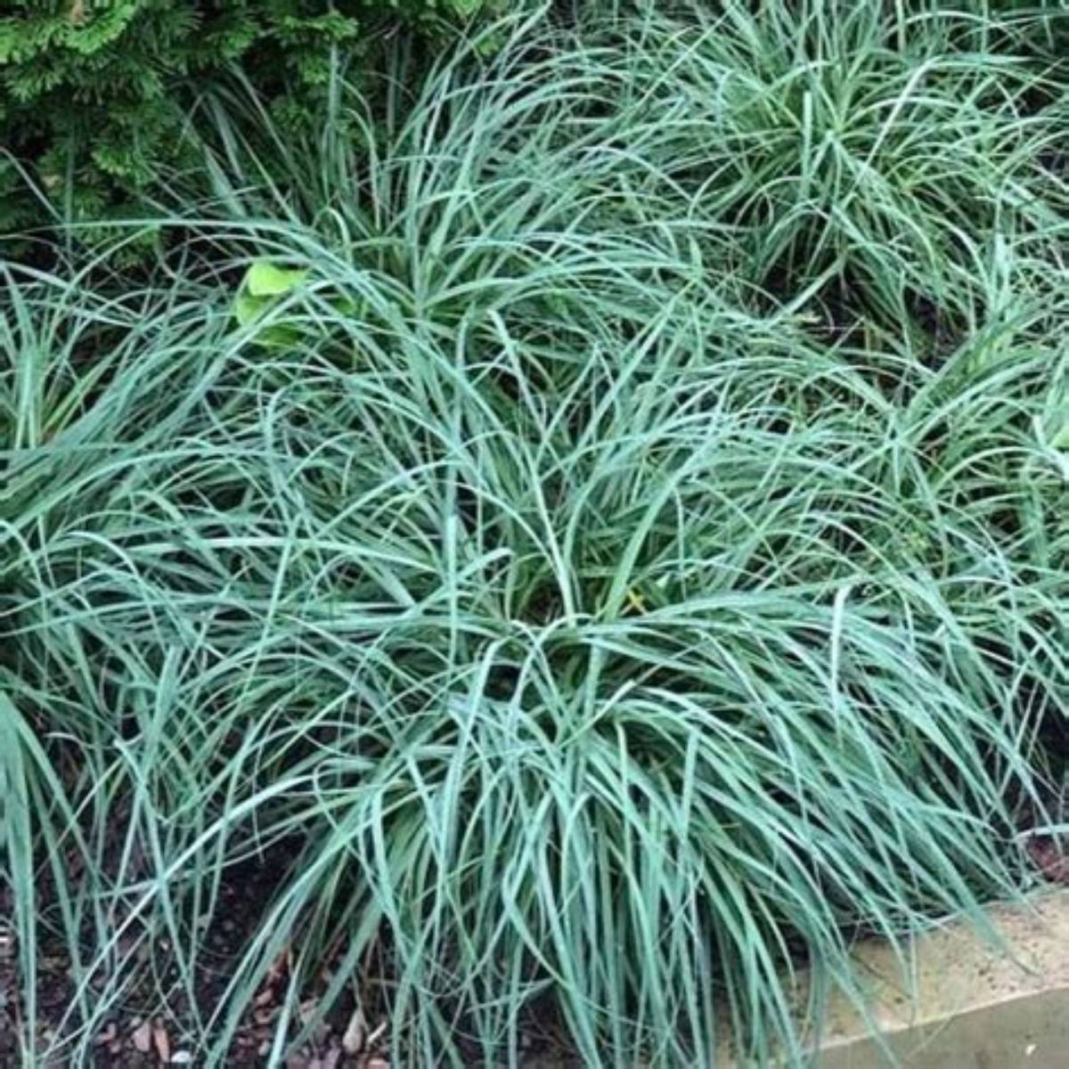 Blue Zinger Sedge Grass