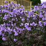 Purple Rain Jacob's Ladder