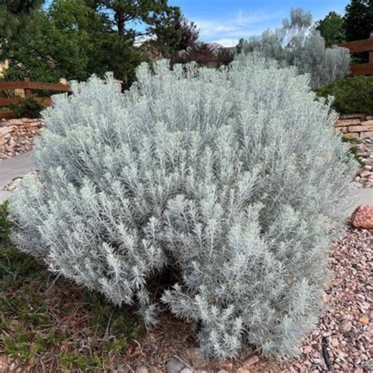 Tall Blue Rabbitbrush