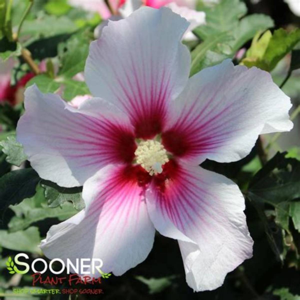 Paraplu® Pink Ink Althea