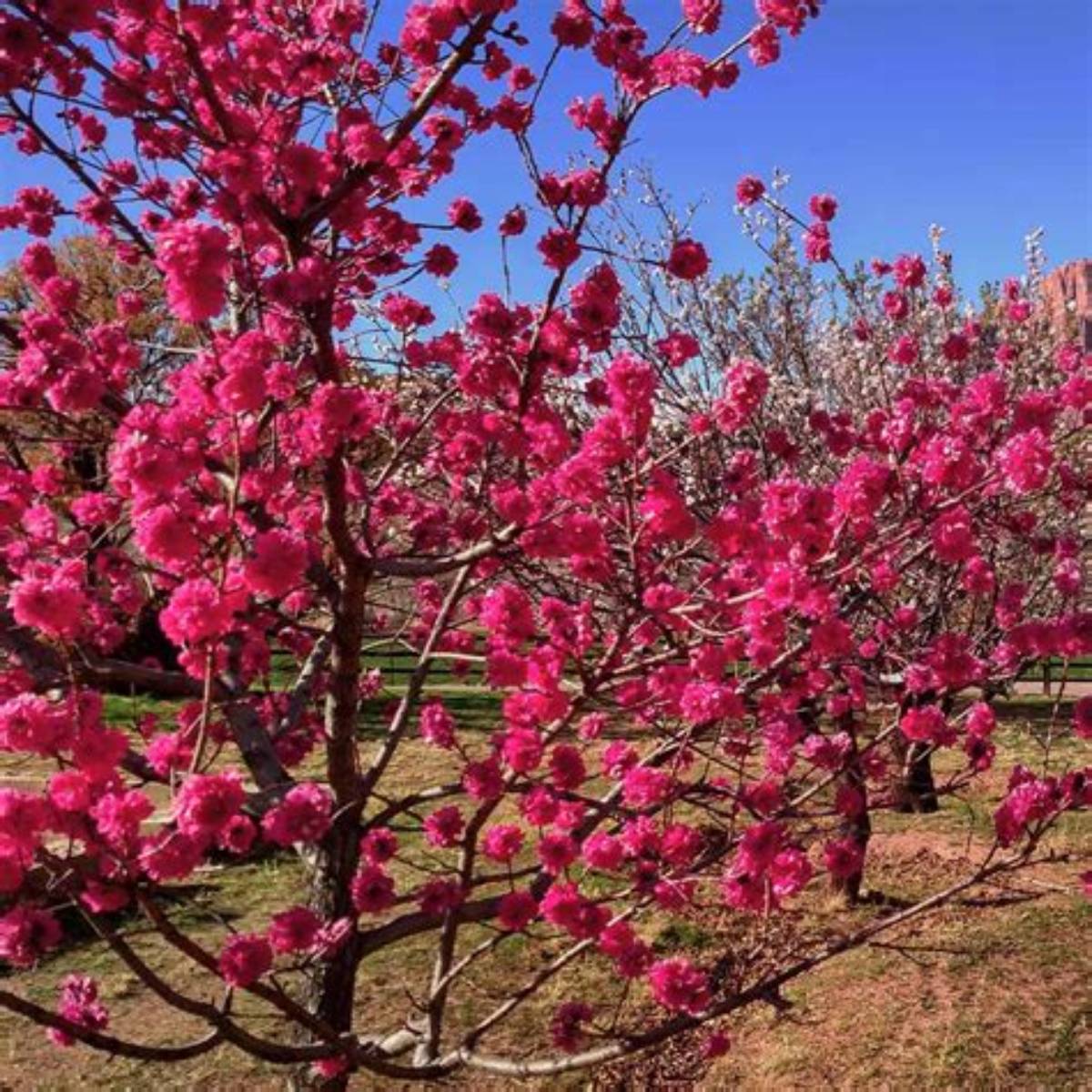 Red Baron Peach Tree
