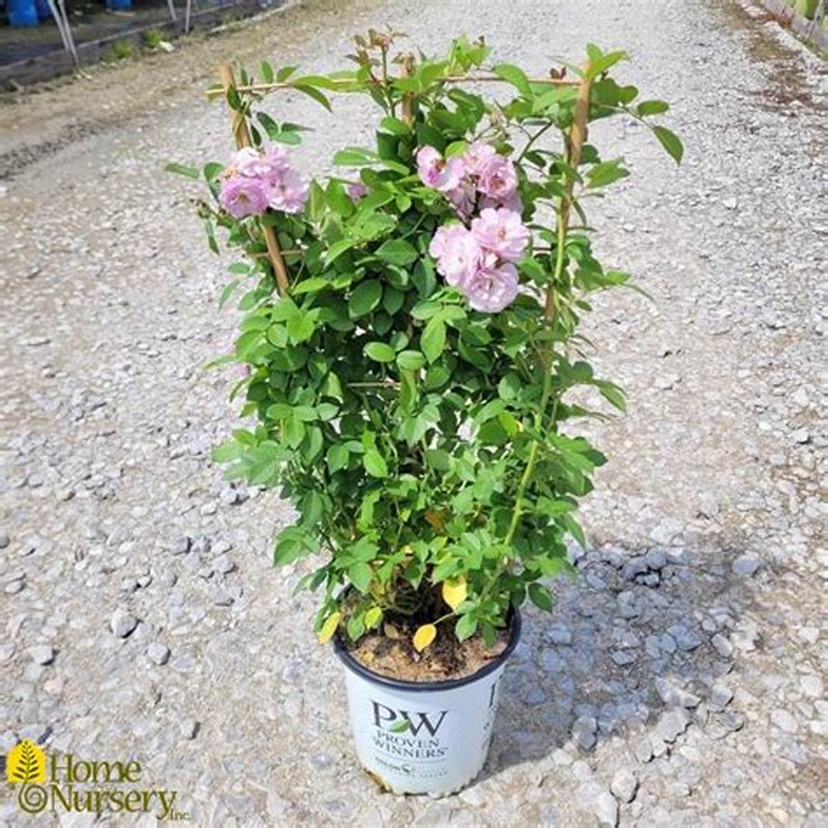 Rise Up™ Lilac Days Rose