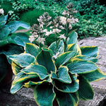 Frances Williams Hosta