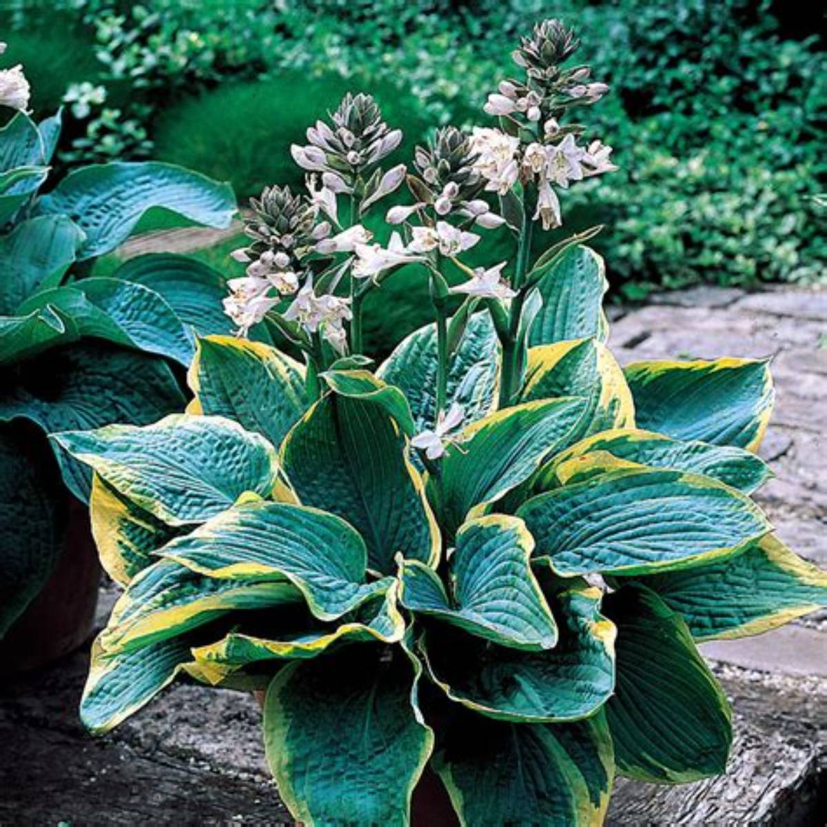 Frances Williams Hosta