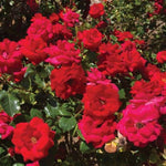 Cinnamon Hearts™ Rose
