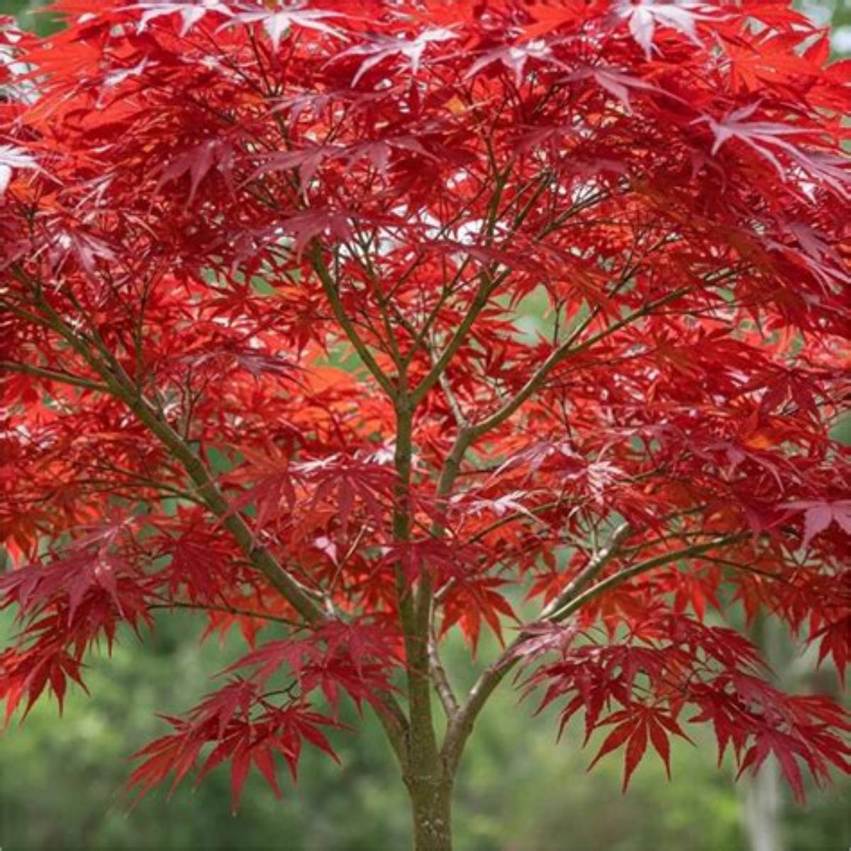 Fireglow Japanese Maple Tree