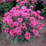 Bee-You™ Bee Merry Beebalm