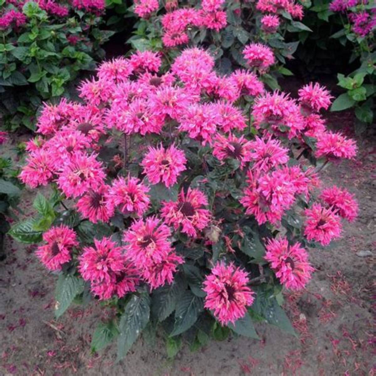 Bee-You™ Bee Merry Beebalm