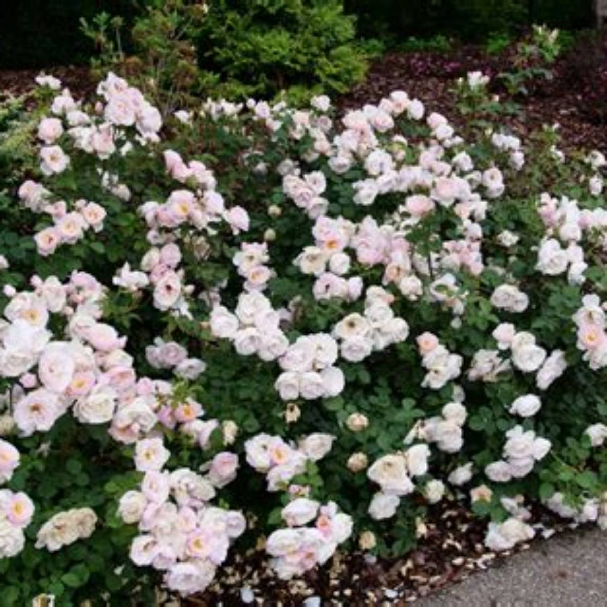 Flavorette Pear'd® Rose