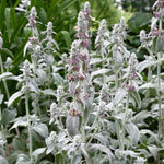 Pink Cotton Candy Lamb's Ear