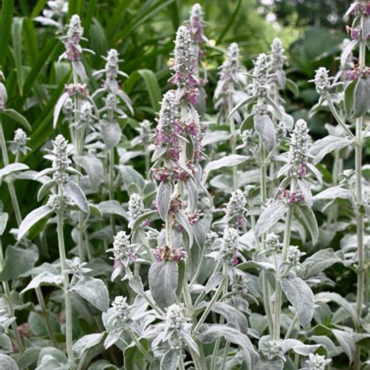 Pink Cotton Candy Lamb's Ear