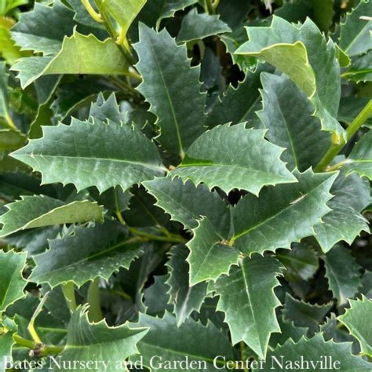 My Lady™ Purple Holly