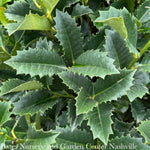 My Lady™ Purple Holly