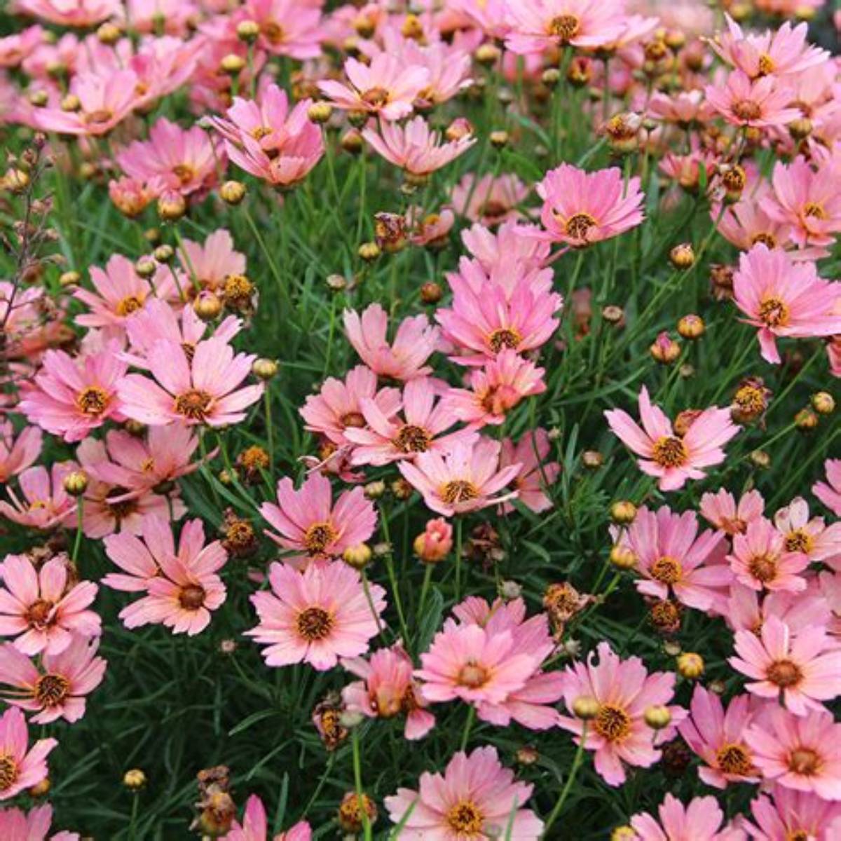 Nova® Sunstone Coreopsis