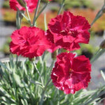 Frosty Fire Dianthus