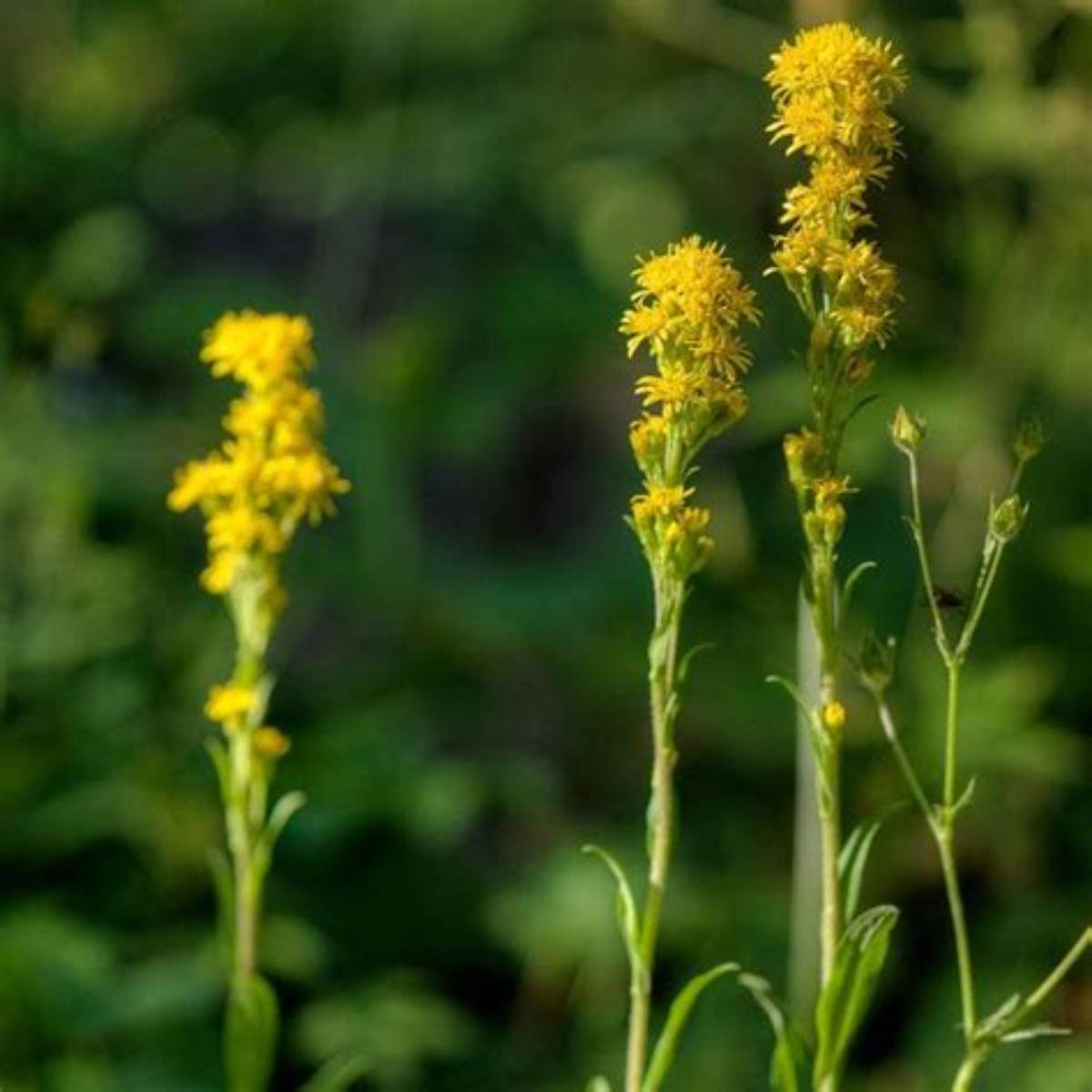 Rocky Mountain Goldenrod