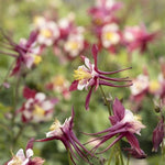 Kirigami™ Red & White Columbine