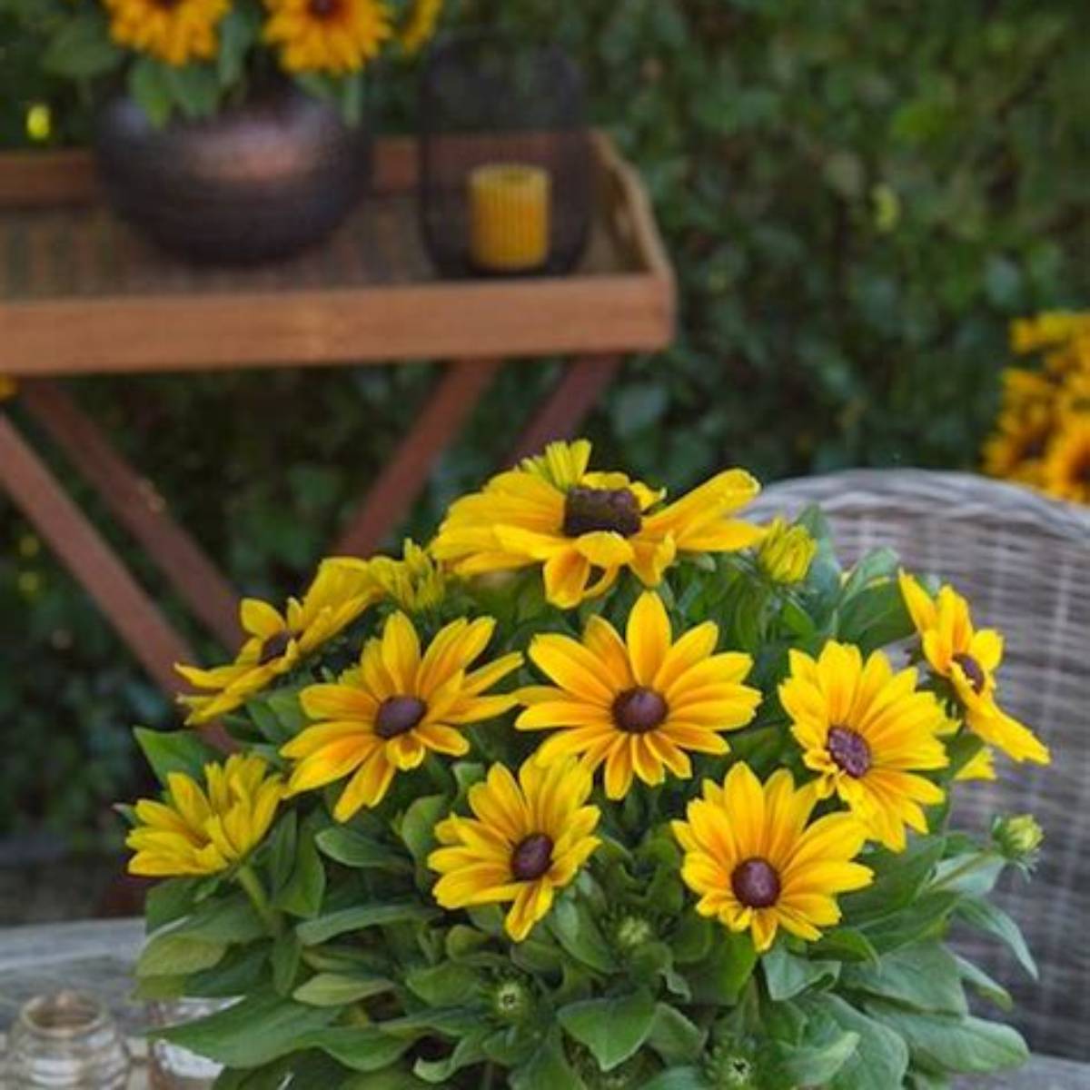 Maya Sunbeckia® Black-Eyed-Susan