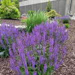 Blue by You Meadow Sage