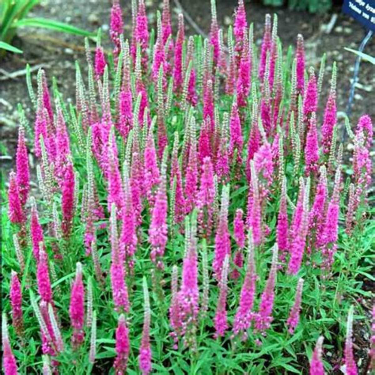 Red Fox Speedwell