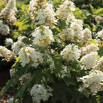 N/S Autumn Reprise™ Oakleaf Hydrangea