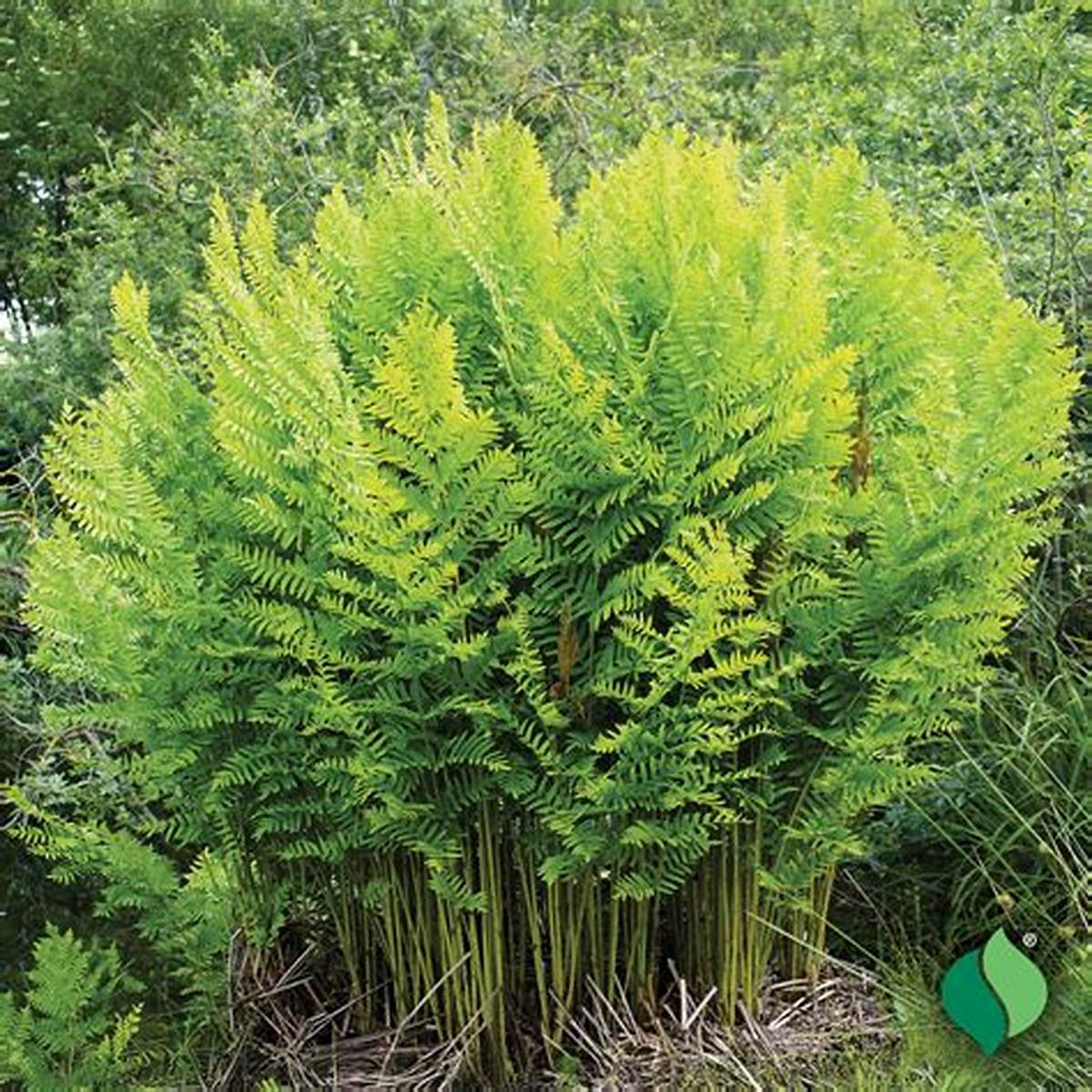 Royal Fern