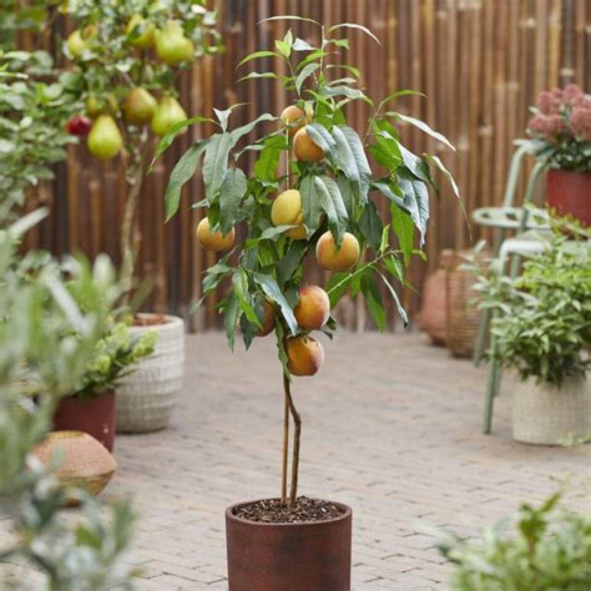 White County Peach Tree