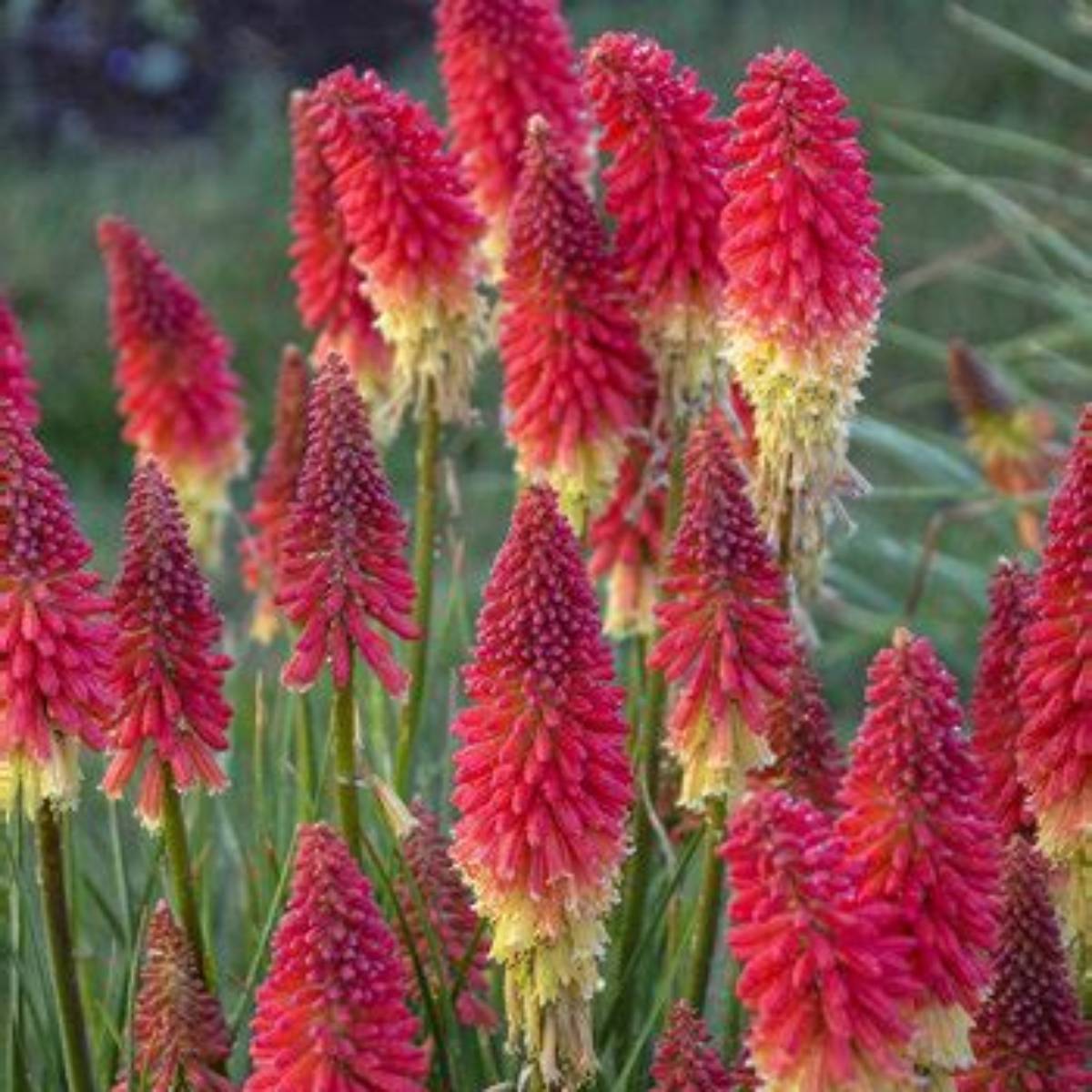 Pyromania® Solar Flare Red Hot Poker