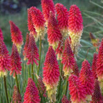 Pyromania® Solar Flare Red Hot Poker