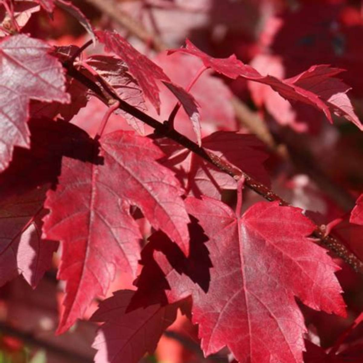 Burgundy Belle® Maple Tree