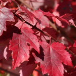 Burgundy Belle® Maple Tree