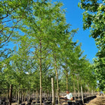 Skyline® Honeylocust Tree