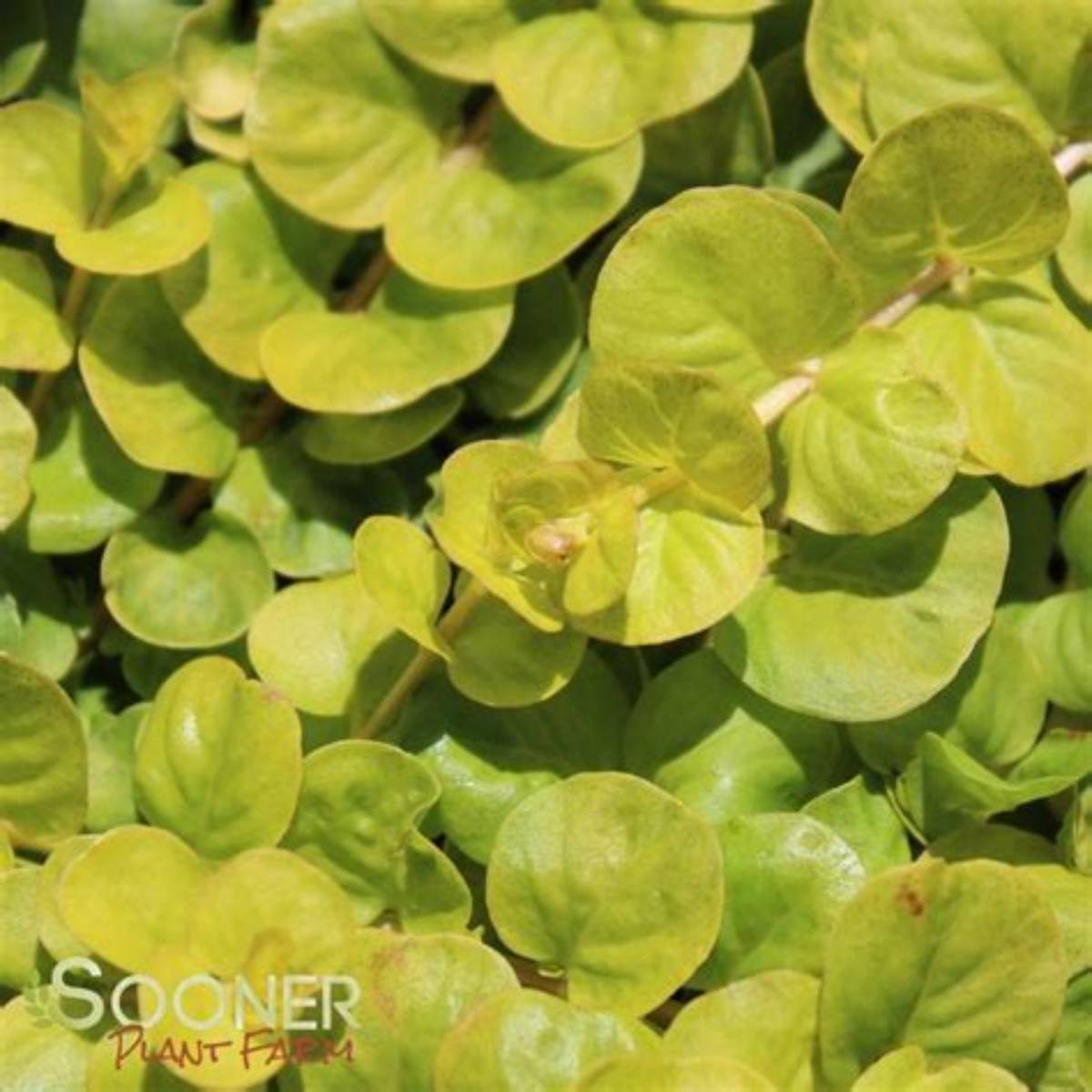 Golden Moneywort