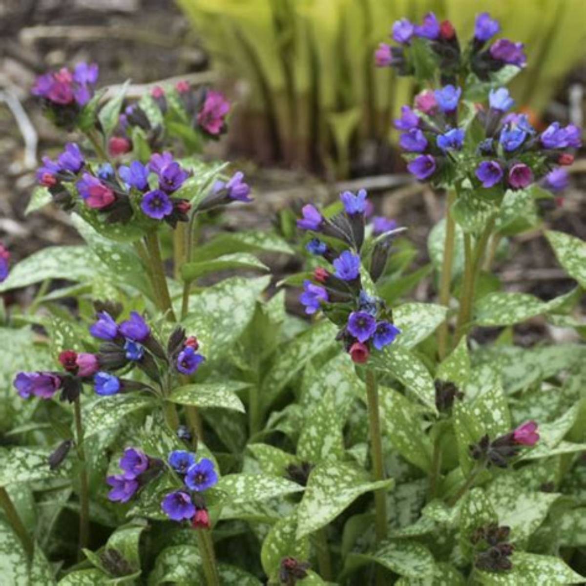 Spot On Lungwort