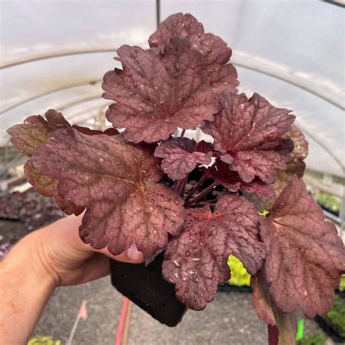 Berry Smoothie Coral Bells