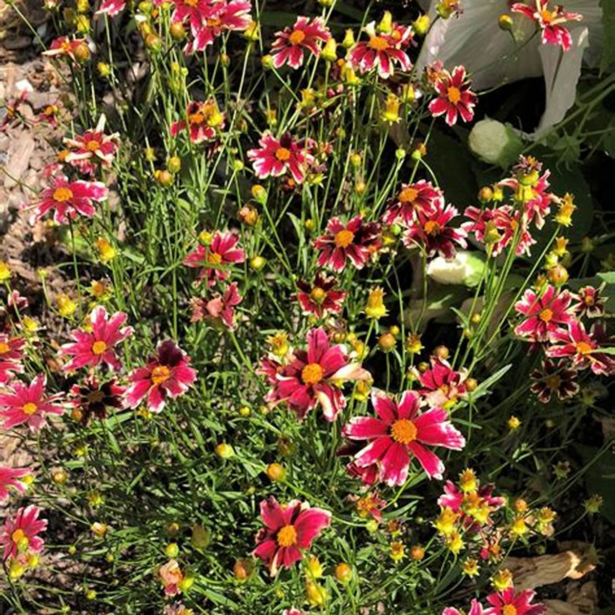 Mercury Rising Coreopsis