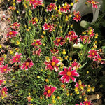 Mercury Rising Coreopsis