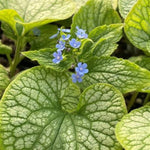 Alexander's Great Siberian Bugloss