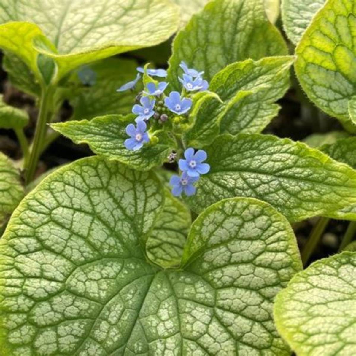 Alexander's Great Siberian Bugloss