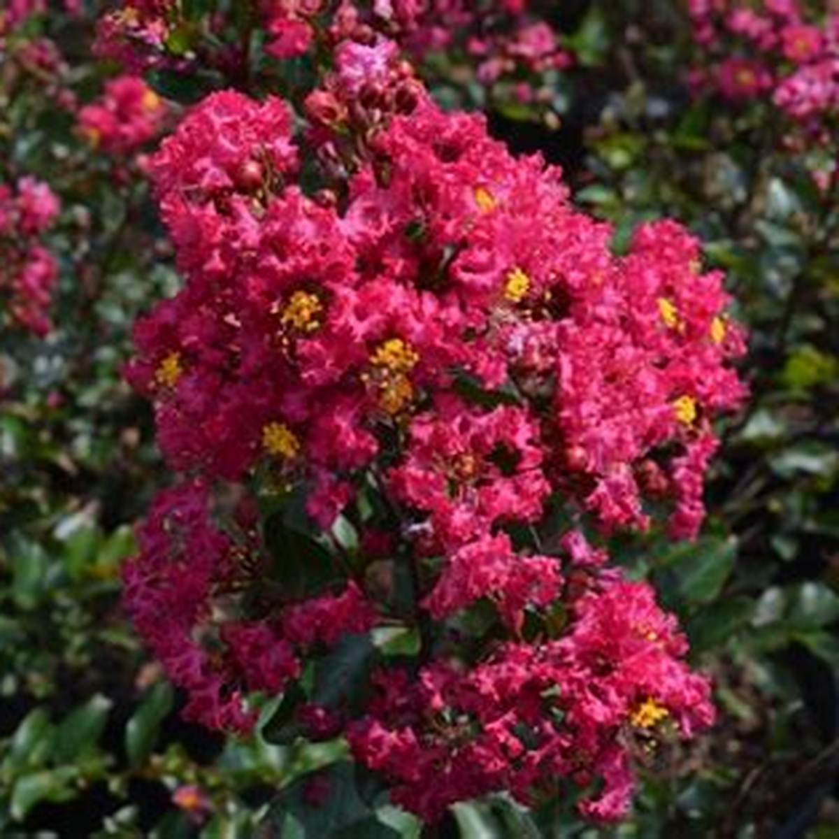 Enduring Fuchsia Crapemyrtle