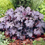 Plum Pudding Coral Bells
