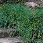 Berkeley Sedge Grass