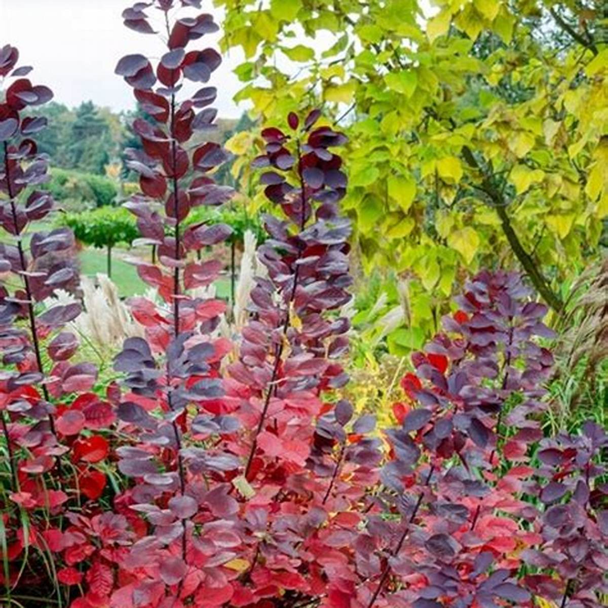 Velvet Cloak Smoketree - Bush
