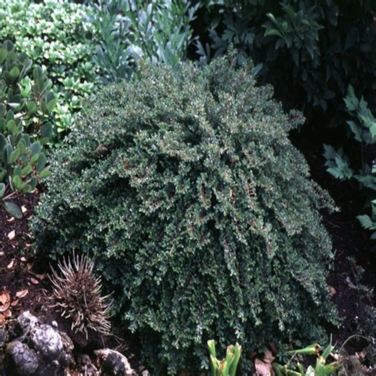 Tom Thumb Creeping Cotoneaster