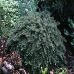 Tom Thumb Creeping Cotoneaster